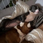 Deux American Bully Staffy Bull Terrier allongés sur un canapé et semblant dormir