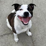 Un American Bully Staffy Bull Terrier assis sur un sol bétonné et ayant la gueule ouverte