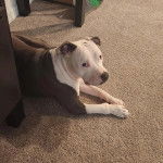 Un American Bully Staffy Bull Terrier allongé sur une moquette et regardant vers la caméra
