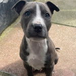 Un American Bully Staffy Bull Terrier assis sur un sol bétonné 