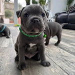 Un American Bully Staffy Bull Terrier assis sur un parquet et portant un collier au cou