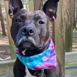 Un American Bully Staffy Bull Terrier regardant vers la caméra et portant un foulard au cou