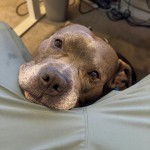 Un American Bully Staffy Bull Terrier regardant vers la caméra