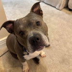 Un American Bully Staffy Bull Terrier assis sur une moquette et portant un collier au cou