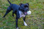 Un American Bully Staffy Bull Terrier sur un terrain herbeux et tenant une balle dans sa gueule