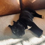 Un American Bully Staffy Bull Terrier allongé sur un canapé