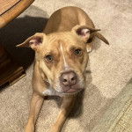 Un American Bully Staffy Bull Terrier allongé sur une moquette et regardant vers la caméra