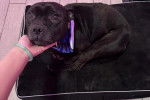 Un American Bully Staffy Bull Terrier allongé sur un coussin et portant un collier au cou