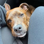 Un American Bully Staffy Bull Terrier regardant vers la caméra