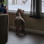 Un American Bully Staffy Bull Terrier regardant par la fenêtre