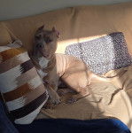 Un American Bully Staffy Bull Terrier assis sur un canapé et regardant vers la caméra