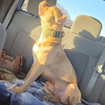 Un American Bully Staffy Bull Terrier assis sur la banquette d'une voiture et portant un collier