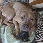 Un American Bully Staffy Bull Terrier allongé sur un canapé et tenant un gant dans la gueule