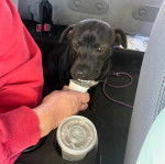 Un American Bully Staffy Bull Terrier buvant du yaourt