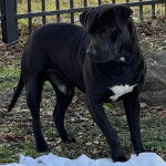 Un American Bully Staffy Bull Terrier sur un terrain herbeux