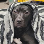 Un American Bully Staffy Bull Terrier allongé sous une couverture