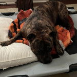 Un American Bully Staffy Bull Terrier allongé sur un coussin 