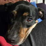 Un American Bully Staffy Bull Terrier regardant vers la caméra