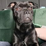 Un American Bully Staffy Bull Terrier sur un canapé et regardant vers la caméra