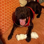 Un American Bully Staffy Bull Terrier allongé sur un canapé et portant un harnais