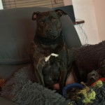 Un American Bully Staffy Bull Terrier assis dans un panier et regardant vers la caméra