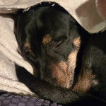 Un American Bully Staffy Bull Terrier semblant dormir