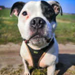 Un American Bully Staffy Bull Terrier portant un harnais et regardant vers la caméra
