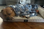 Un American Bully Staffy Bull Terrier allongé sur un lit pour chien et recouvert d'une couverture
