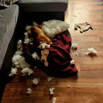 Un American Bully Staffy Bull Terrier allongé sur un tapis