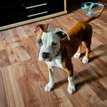 Un American Bully Staffy Bull Terrier sur un parquet en bois