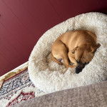 Un American Bully Staffy Bull Terrier allongé dans un panier et semblant dormir