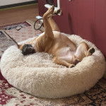 Un American Bully Staffy Bull Terrier allongé dans un panier 