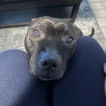 Un American Bully Staffy Bull Terrier regardant vers la caméra