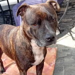 Un American Bully Staffy Bull Terrier 