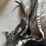 Un American Bully Staffy Bull Terrier allongé sur une moquette et ayant la gueule ouverte