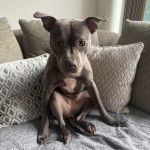 Un American Bully Staffy Bull Terrier assis sur un canapé