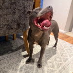 Un American Bully Staffy Bull Terrier sur un tapis et ayant la gueule ouverte