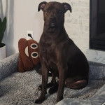 Un American Bully Staffy Bull Terrier assis dans un panier et regardant vers la caméra