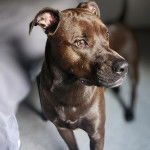 Un American Bully Staffy Bull Terrier