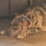 Un American Bully Staffy Bull Terrier allongé sur un canapé et semblant dormir