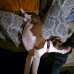 Un American Bully Staffy Bull Terrier sur un coussin et portant un collier au cou