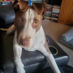 Un American Bully Staffy Bull Terrier allongé sur un canapé