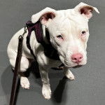 Un American Bully Staffy Bull Terrier assis sur une surface bétonné et portant un harnais