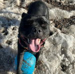 Un American Bully Staffy Bull Terrier sur une surface enneigée ouvrant la gueule et portant un harnais