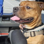 Un American Bully Staffy Bull Terrier assis dans une voiture et portant un harnais