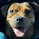 Un American Bully Staffy Bull Terrier regardant vers la caméra et tirant la langue