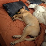 Un American Bully Staffy Bull Terrier allongé sur un lit et semblant dormir