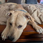 Un American Bully Staffy Bull Terrier allongé sur un lit 