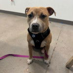 Un American Bully Staffy Bull Terrier assis sur une surface bétonné portant un harnais et tenu en laisse 
