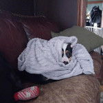 Un American Bully Staffy Bull Terrier allongé sur un canapé et recouvert d'une couverture